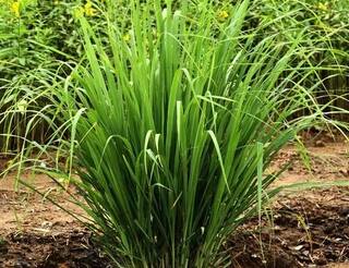 Agriculture : કરો આ ઘાસની ખેતી રાતોરાત થઈ જશો માલામાલ