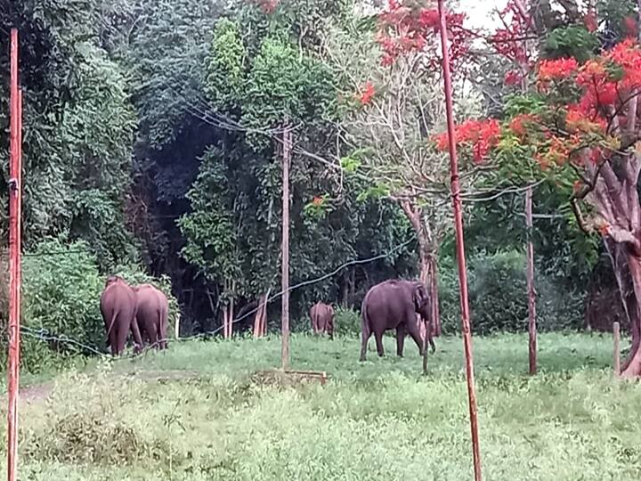 Wild elephants wander into the station settlements when there is not enough food in the forest TNN கூடலூர் அருகே வனப்பகுதியில் உணவுகள் கிடைக்காததால் குடியிருப்புகளுக்குள் உலா வரும் காட்டு யானைகள்