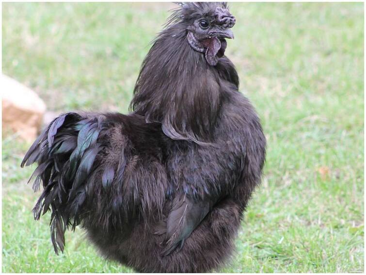 Eating this black chicken meat not only tastes good but is also very healthy kadaknath: ఈ నల్ల కోడిమాంసాన్ని తింటే మంచి రుచే కాదు, ఎంతో ఆరోగ్యం కూడా