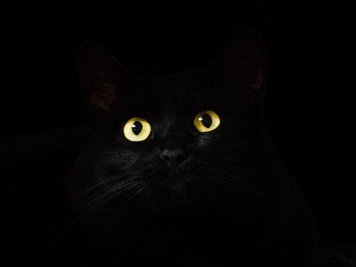 Understand the science behind how cats can see everything clearly even