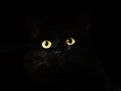 बिल्लियां रात में भी सब कुछ साफ साफ कैसे देख लेती हैं, इसके पीछे की साइंस समझिए