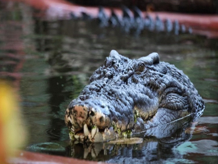 World Largest Crocodile Cassius Celebrates 120th Birthday In Australia World's Largest Crocodile Cassius Celebrates 120th Birthday In Australia