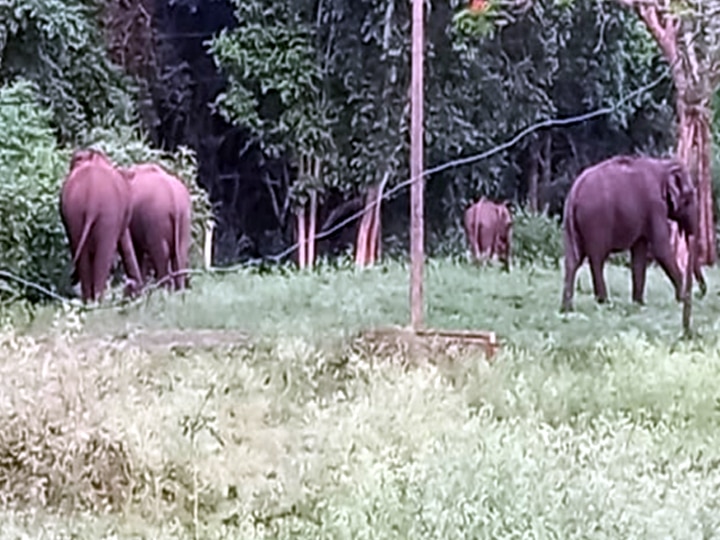 Theni: சுருளியாறு மின்நிலையம் அருகே முகாமிட்டுள்ள யானைகள்; வனப்பகுதிக்குள் விரட்ட மக்கள் கோரிக்கை