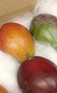 ਨੈਨੋ ਤੋਂ ਵੀ ਮਹਿੰਗਾ ਹੈ ਇਹ ਅੰਬ! ਸਿਲੀਗੁੜੀ ਮੈਂਗੋ ਫੈਸਟੀਵਲ 'ਚ ਪੇਸ਼  ਹੋਇਆ ਦੁਨੀਆ ਦਾ ਸਭ ਤੋਂ ਮਹਿੰਗਾ Miyazaki