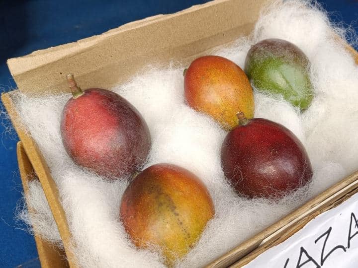 This mango is costlier than Nano!  World’s most expensive Miyazaki presented at Siliguri Mango Festival
