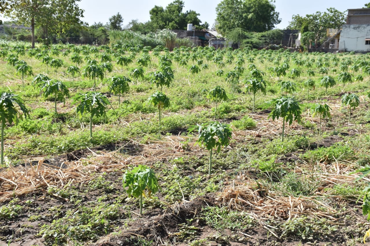 Farmer’s Success Story: સુરેન્દ્રનગરના ચુડા ગામનો આ ખેડૂત પપૈયાની પ્રાકૃતિક ખેતીથી કરે છે તોતિંગ કમાણી