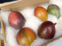 Worlds Most Expensive Mango: नैनो से भी महंगा है ये आम! सिलीगुड़ी मैंगो फेस्टिवल में पेश हुआ दुनिया का सबसे महंगा Miyazaki, देखिए तस्वीरें