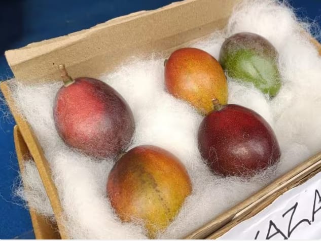 Worlds Most Expensive Mango: ਪੱਛਮੀ ਬੰਗਾਲ ਦੇ ਸਿਲੀਗੁੜੀ ਵਿੱਚ ਅੰਬ ਫੈਸਟੀਵਲ ਚੱਲ ਰਿਹਾ ਹੈ। ਇਸ ਫੈਸਟੀਵਲ 'ਚ ਦੁਨੀਆ ਦਾ ਸਭ ਤੋਂ ਮਹਿੰਗਾ ਅੰਬ 'ਮਿਆਜ਼ਾਕੀ' ਪ੍ਰਦਰਸ਼ਿਤ ਕੀਤਾ ਗਿਆ।