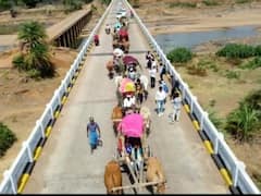 कांकेर में लक्जरी कार नहीं बैलगाड़ी से लेकर बारात लेकर पहुंचा दूल्हा, आदिवासी संस्कृति की पेश की मिसाल