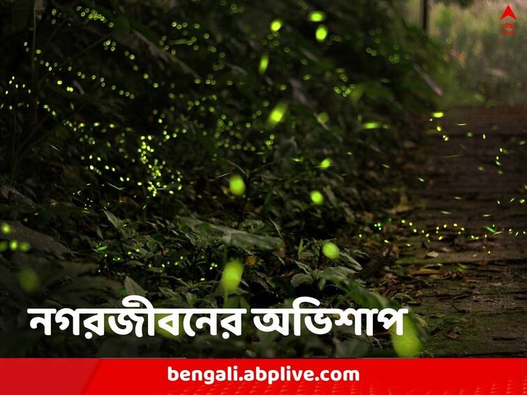 Fireflies may go extinct in next few generations reveals new research Fireflies Extinction: আঁধারের বুকে আর ভাসে না আলো, জোনাকিরা এবার নিশ্চিহ্ন হওয়ার পথে