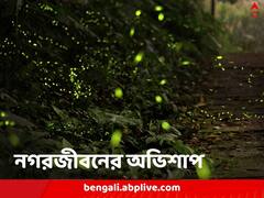 আঁধারের বুকে আর ভাসে না আলো, জোনাকিরা এবার নিশ্চিহ্ন হওয়ার পথে