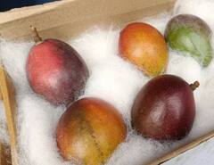 Worlds Most Expensive Mango: ਨੈਨੋ ਤੋਂ ਵੀ ਮਹਿੰਗਾ ਹੈ ਇਹ ਅੰਬ! ਸਿਲੀਗੁੜੀ ਮੈਂਗੋ ਫੈਸਟੀਵਲ 'ਚ ਪੇਸ਼ ਹੋਇਆ ਦੁਨੀਆ ਦਾ ਸਭ ਤੋਂ ਮਹਿੰਗਾ Miyazaki, ਵੇਖੋ ਤਸਵੀਰਾਂ