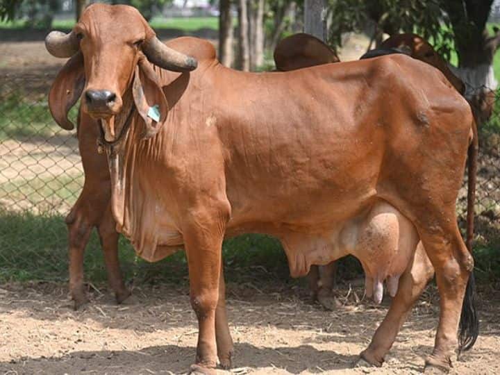 These three breeds are the best cow of India इन तीन नस्ल की गायों को पाल लिया तो बन जाएंगे लखपति, देती हैं रोज 50 लीटर से ज्यादा दूध
