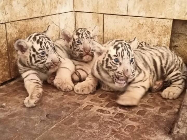 The family of white tigers increased in Maitri Bagh, the picture of 3 cubs came in front, the total number was 9