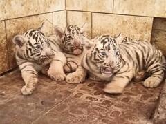 मैत्री बाग में बढ़ा सफेद बाघों का कुनबा, 3 नन्हे शावकों की तस्वीर आई सामने, कुल संख्या बढ़कर हुई 9