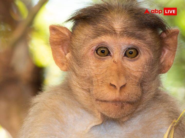 हनुमान चालीसा के अनुसार, सुबह उठकर भूलकर भी सबसे पहले बंदर का नाम नहीं लेना चाहिए. अगर आप बंदर देख भी लें तो भी अपने मुख से सुबह बंदर या वानर न कहें. ऐसा करने से पूरा दिन उलझनों में बीतता है और भोजन जुटाने में मुश्किल होती है.