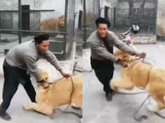 बब्बर शेर से पंगा ले रहा था शख्स, झपट्टा मारकर पकड़ ली टांगे, मिनटों में सिखा दिया सबक, देखें खौफनाक Video