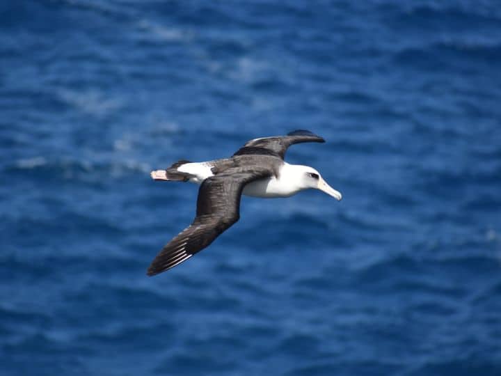 This is the worlds largest flying bird albatross lives more than 68 years शुतुरमुर्ग नहीं ये है दुनिया की सबसे बड़ी उड़ने वाली चिड़िया, 68 साल से ज्यादा समय तक रहती है जिंदा