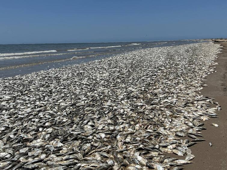 See, crores of fish died on the seashore, neither poisoned nor taken out of the water, so how did this happen?