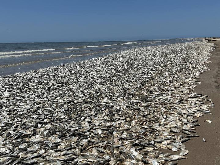 Fish Deaths in Texas Gulf Coast: ये तस्वीर देख रहे हैं आप? ये तस्वीर है अमेरिका के टेक्सास खाड़ी तट की, जहां समुद्र तट पर करोड़ों मछलियां मरी पड़ी हैं. इन्हें देखकर वन्यजीव प्रेमियों का दिल दहल उठेगा.