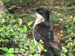 मान्सूनसोबत चातकही आला... कृष्णाकाठी आफ्रिकन पाहुणा 'चातक' दाखल; गतवर्षीप्रमाणे यंदाही उशीरा आगमन