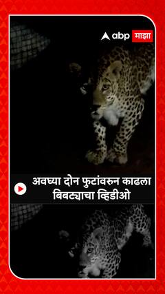 Aurangabad Leopard : अवघ्या दोन फुटांवरुन काढला बिबट्याचा व्हिडीओ ABP Majha