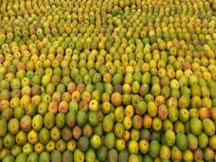 Mango:  कोकणातील हापूस आंब्याने घेतला निरोप! आता जुन्नर हापूस आंब्याची आवक सुरू