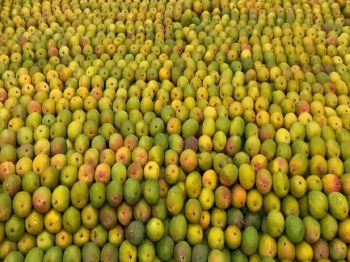 कोकणातील हापूस आंब्याचा सिझन संपला असला तरी आंबा खवय्यांना जुन्नरच्या हापूस आंब्याची चव चाकता येणार आहे.