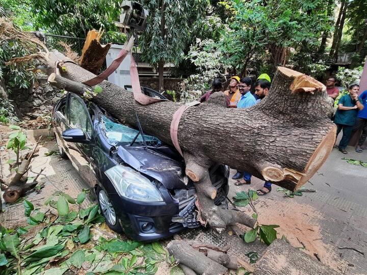 A car was crushed under an uprooted tree following strong winds owing to Biporjoy cyclone in Thane on Monday. NDRF said they have deployed two teams in addition to the already available three teams in Mumbai as a precautionary measure in view of cyclone Biporjoy. NDRF officials have also moved 4 other teams to Gujarat and some teams have also been sent to Pune. (Source: PTI)