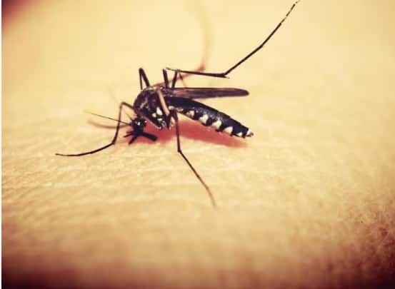 Mosquito is More dangerous than Scorpion and Snake killing 10 lakh people every year ਬਿੱਛੂ ਅਤੇ ਸੱਪ ਤੋਂ ਵੀ ਜ਼ਿਆਦਾ ਖ਼ਤਰਨਾਕ ਹੈ ਮੱਛਰ , ਹਰ ਸਾਲ ਲੈ ਰਿਹੈ 10 ਲੱਖ ਲੋਕਾਂ ਦੀ ਜਾਨ