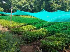 कॉफी की खुशबू से महकेगी  बस्तर की धरती, इन इलाकों में भी की जाएगी खेती, किसानों को ऐसे होगा लाभ