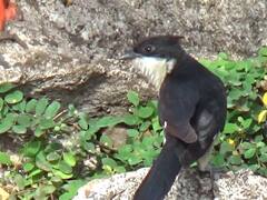 मान्सूनसोबत चातकही आला... कृष्णाकाठी आफ्रिकन पाहुणा 'चातक' दाखल; गतवर्षीप्रमाणे यंदाही उशीरा आगमन