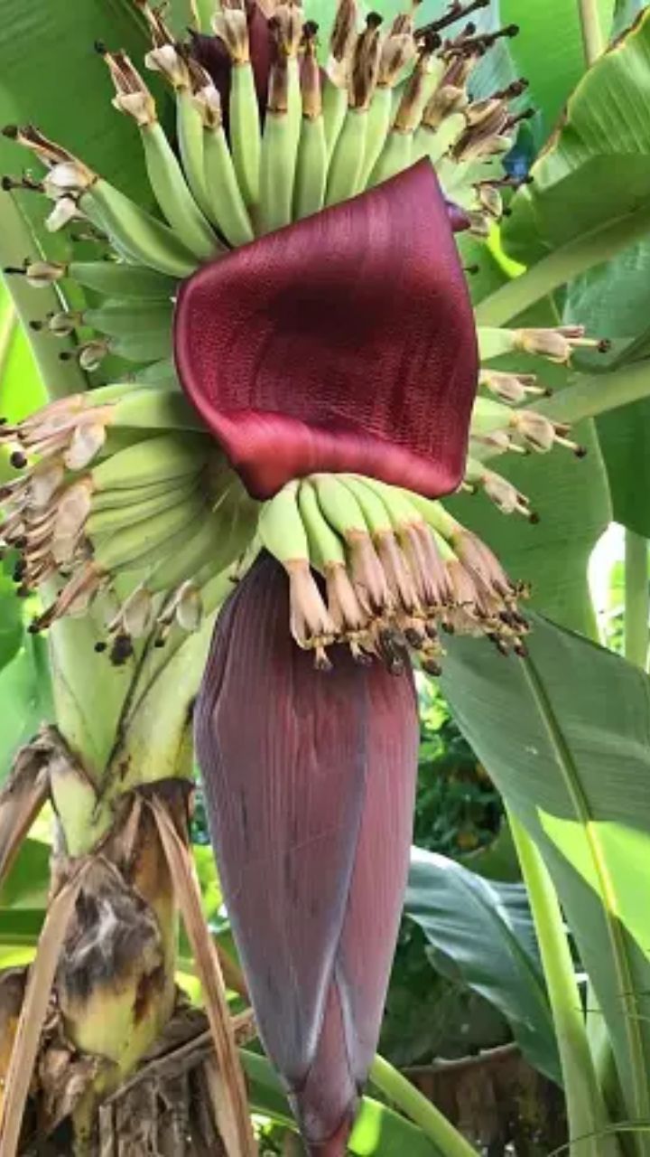 கொழுப்புகளைக் கரைத்து ரத்தத்தை சுத்தப்படுத்தலாம்