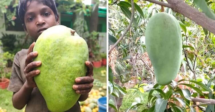 Noorjahan Mango weight and price know one mango weight of nur jahan mango Mango which is famous for price size nurjahan mango Noorjahan Mango : अबब! पाच किलोचा एक आंबा, 'आंब्यांच्या राणी'ची सर्वदूर चर्चा; किंमत ऐकून अवाक व्हाल