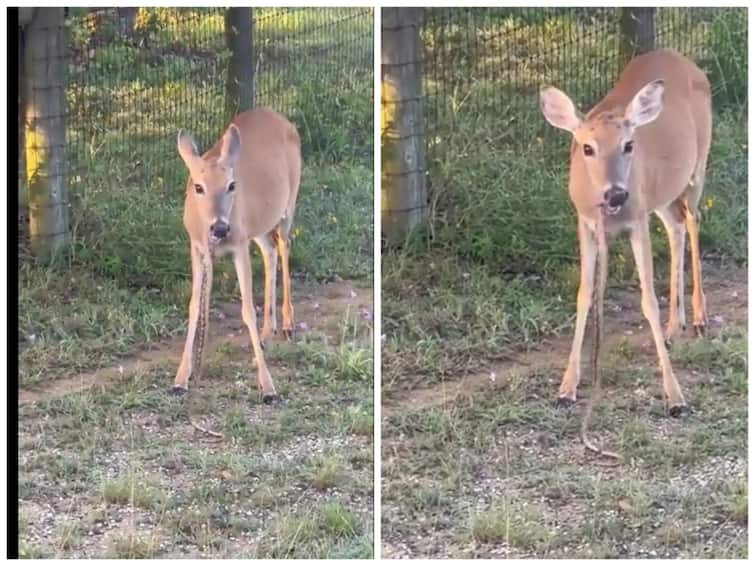 TRENDING Viral Video showing Deer Eating Snake Gone viral on Social Media - Watch Video Viral Video: அதிசயமா இருக்கே.. புல்லைத் தின்பது போல பாம்பை அசால்டாக சாப்பிட்ட மான் - வைரலாகும் வீடியோ..!