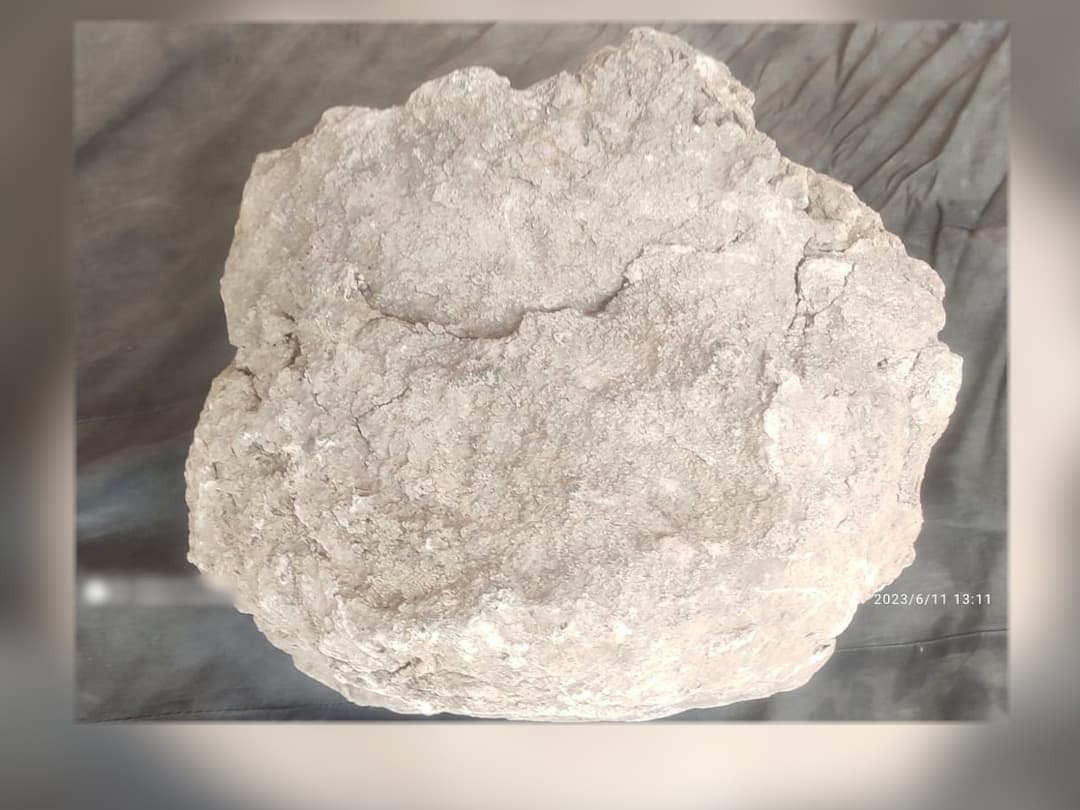 Fossils of giant dinosaurs were found near Vani Yavatmal maharashtra news update Dinosaurs Fossils : वणीजवळ सापडली विशालकाय डायनोसॉरची जिवाष्मे, 6 कोटी वर्षापूर्वीच्या अस्तित्वाचे पुरावे