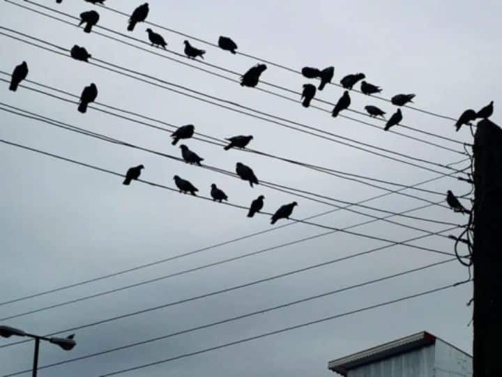 How do birds fall asleep on electric wires why dont they fall even in their sleep बिजली के तार पर कैसे सो जाते हैं पक्षी, नींद में भी ये गिरते क्यों नहीं हैं?