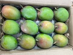 Mango:  कोकणातील हापूस आंब्याने घेतला निरोप! आता जुन्नर हापूस आंब्याची आवक सुरू