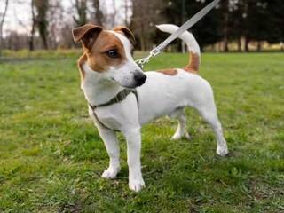 Pet Insurance: পোষ্যের জন্যও নিতে পারেন বিমা, কেনার আগে অবশ্যই জানুন এই বিষয়গুলি