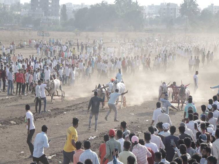 maharashtra news nashik news Citizen injured in bullock cart race dies during treatment in Nashik Nashik Bullock Cart : नाशिकमध्ये बैलगाडा शर्यतीला गालबोट, बैलगाडा शर्यत बघणं बेतलं जीवावर, काय घडलं नेमकं? 