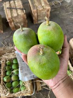 Mango:  कोकणातील हापूस आंब्याने घेतला निरोप! आता जुन्नर हापूस आंब्याची आवक सुरू