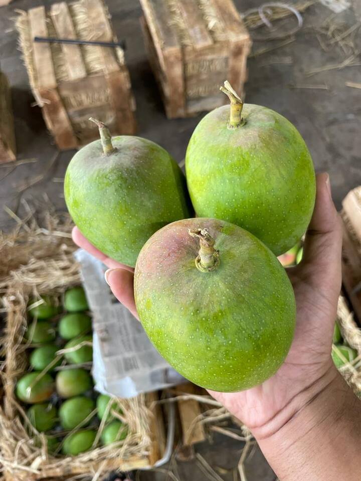 मात्र आता जुन्नर हापूस सुरू झाल्याने लोकांना परत एकदा हापूस आंब्याची चव चाखता येणार आहे.