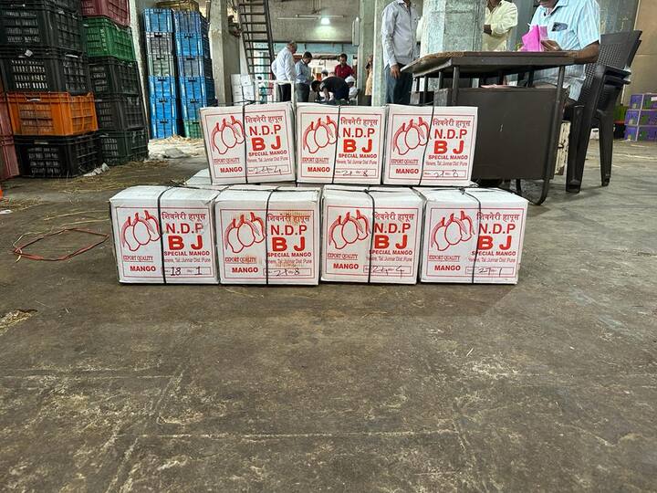 जुन्नरच्या हापूस आंब्याला 500 रूपये डझन दर मिळत आहे.