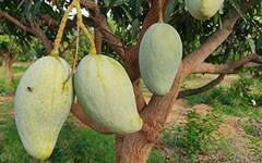 Biggest Mango : दोन हजार रुपयांचा एक आंबा, वजन पाच किलो; 'हा' आंबा एकदा चाखून तर पाहा
