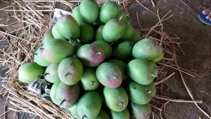 या वर्षी कोकणातील हापूस आंब्याला वातावरणाचा फटका बसल्याने दरवर्षी पेक्षा या वर्षी 50 टक्के आवक घटली होती.