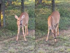 घास नहीं मांस खाता है हिरण! नहीं हो यकीन तो देखें सांप को चबाने का ये वायरल Video