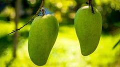 Biggest Mango : दोन हजार रुपयांचा एक आंबा, वजन पाच किलो; 'हा' आंबा एकदा चाखून तर पाहा