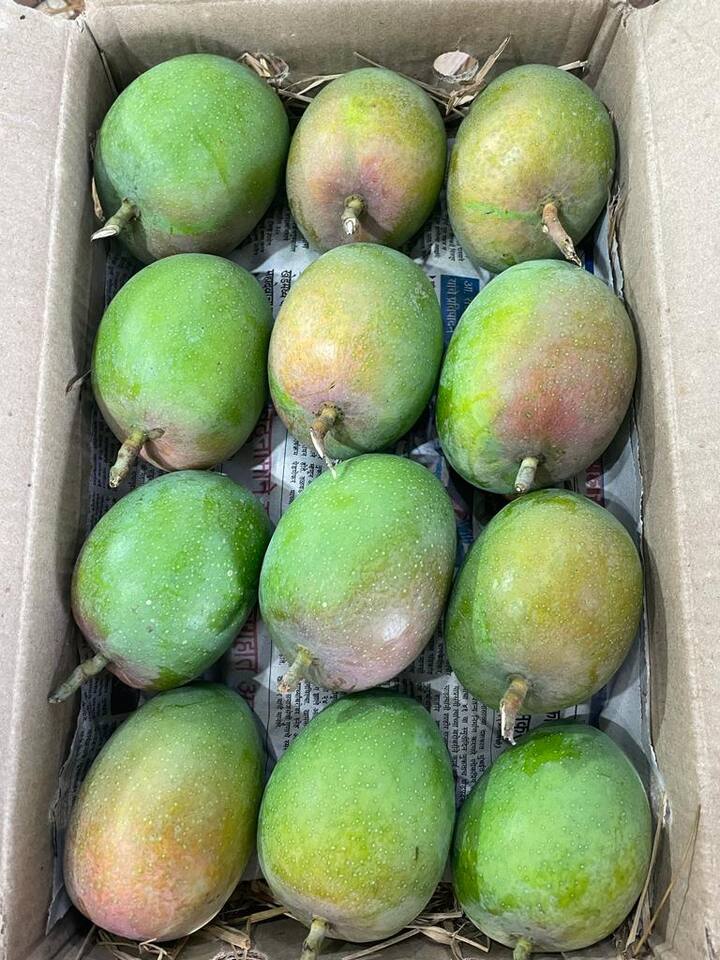 पुढील काही दिवसात हीच आवक 15 हजार पेट्यांवर जाणार असून साधारण जुलै 15 तारखेपर्यंत जुन्नरचा हापूस खायला उपलब्ध राहणार आहे.