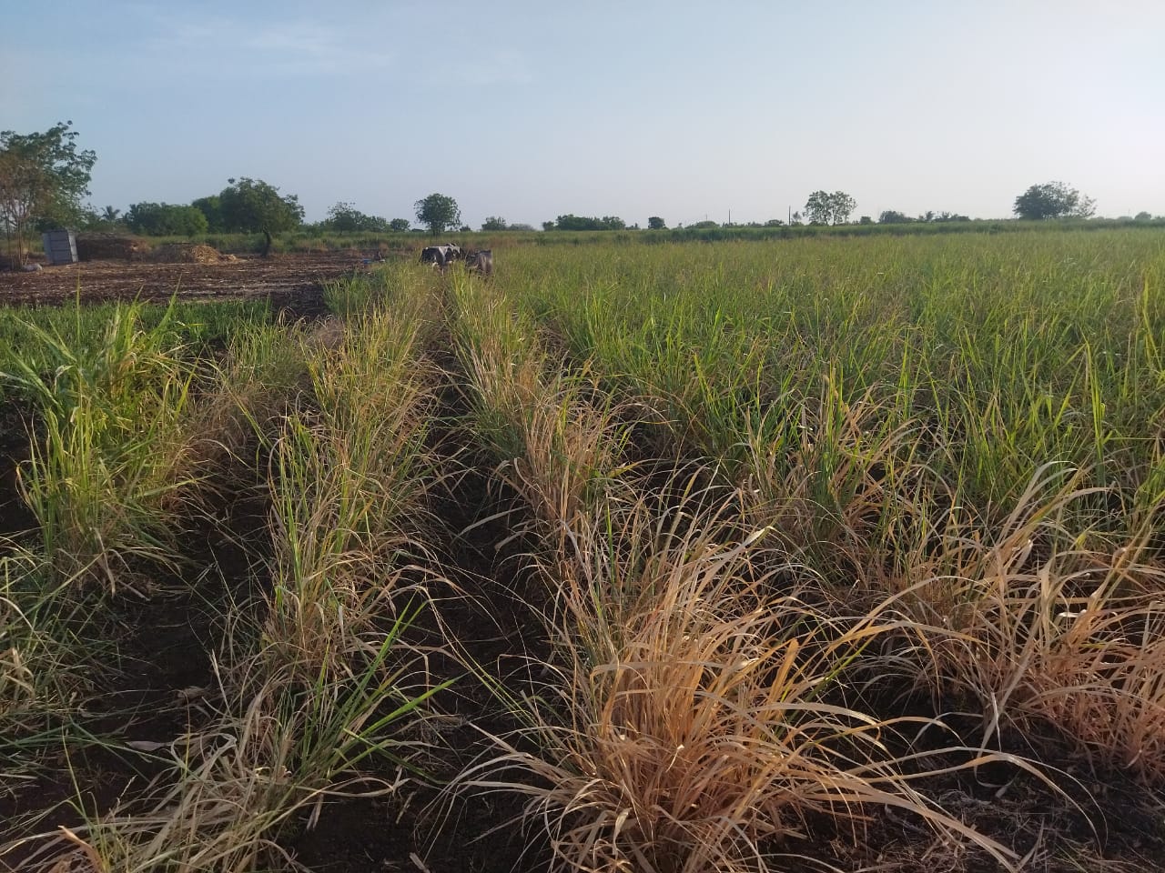 Agriculture News : 'सीनाकाठचा' बळीराजा संकटात, ऊसाच्या शेतात सोडली जनावरे; उजनी धरण प्रशासनाचा ढिसाळ कारभार 