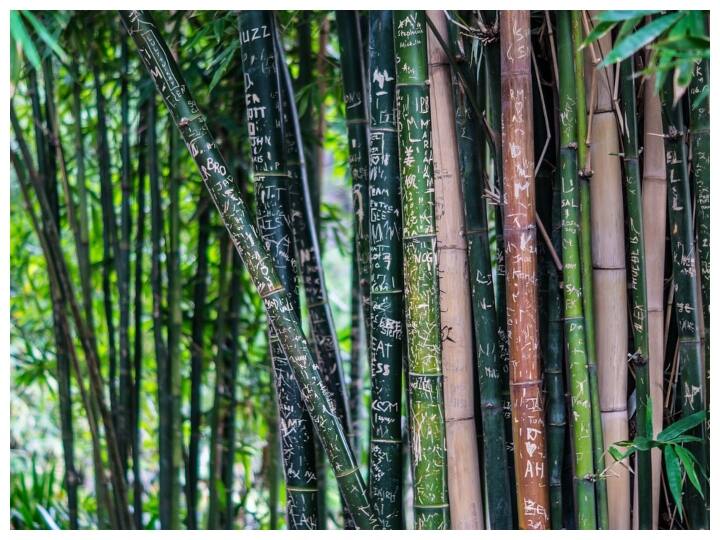from mouth ulcer to immunity booster bamboo is very useful for health Bamboo Benefits: मुंह के छालों से लेकर इम्युनिटी मजबूत करने तक में लाभदायक होता है बांस का पेड़, जानिए इसके फायदे